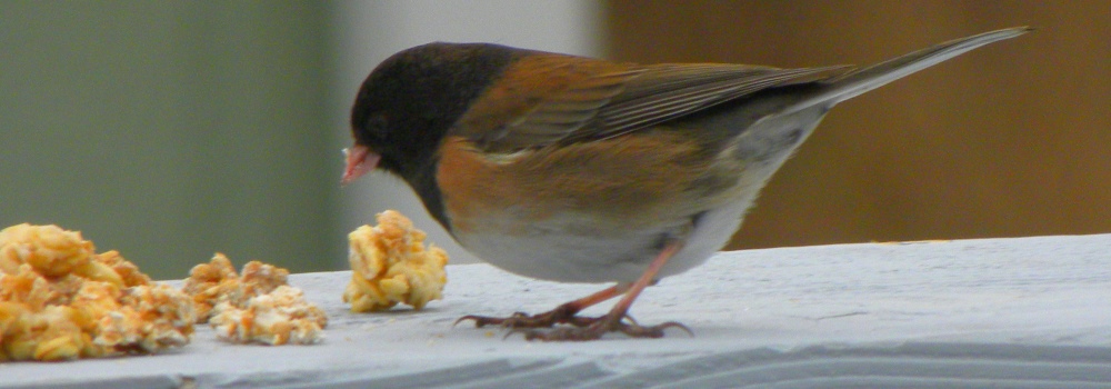 Conical Billed Song BirdsOregon Dark-eyed Junco