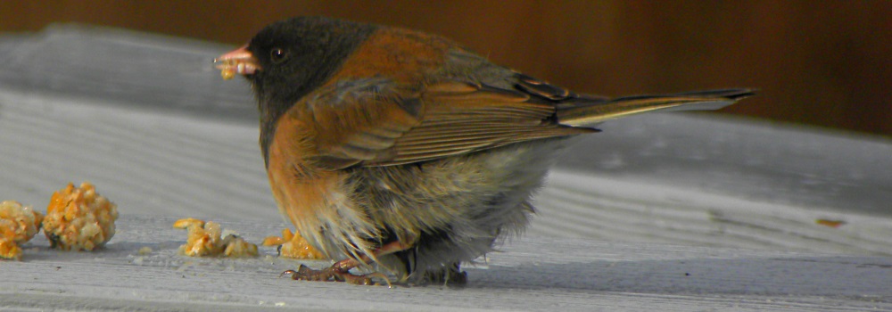 Conical Billed Song BirdsOregon Dark-eyed Junco