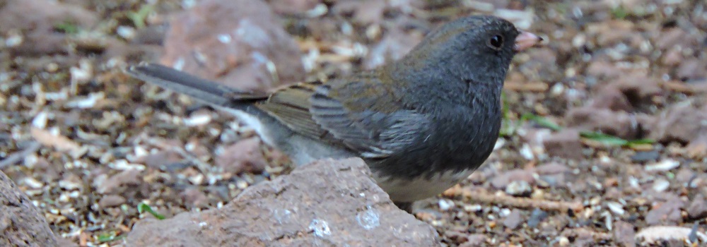 Conical Billed Song BirdsSlate-colored Dark-eyed Junco