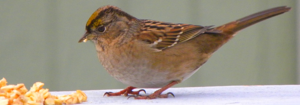 Song Birds: Conical BilledGolden-crowned Sparrow, 156go