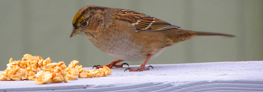 Conical Billed Song BirdsGolden-crowned Sparrow