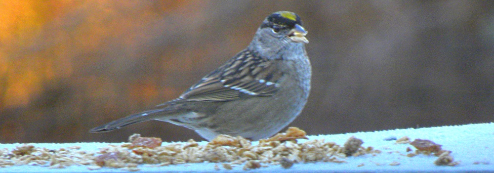 Conical Billed Song BirdsGolden-crowned Sparrow