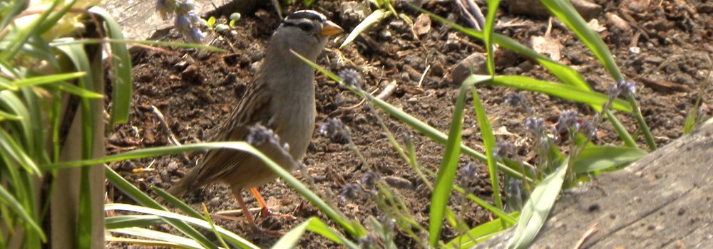 Conical Billed Song BirdsWhite-crowned Sparrow