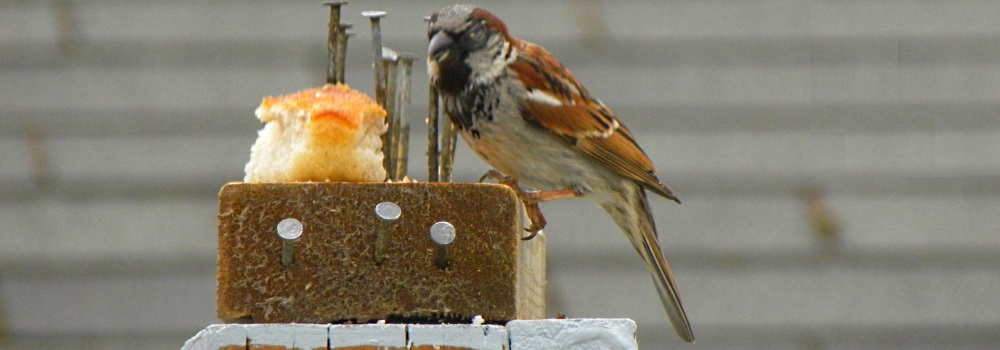 Conical Billed Song BirdsHouse Sparrow