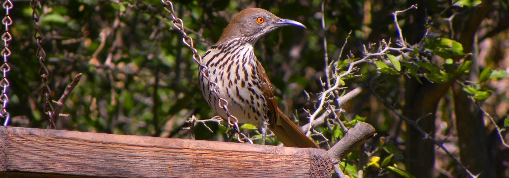 Curved Bill Song BirdsBrown Thrasher