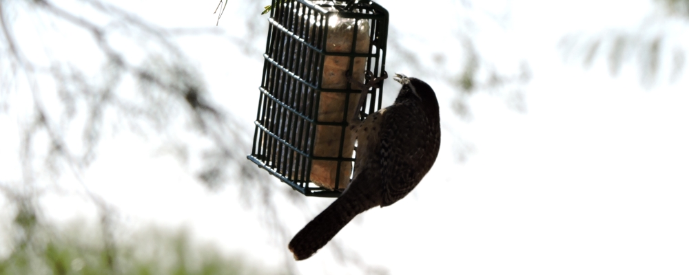 Curved Billed Song BirdsThe Cactus Wren
