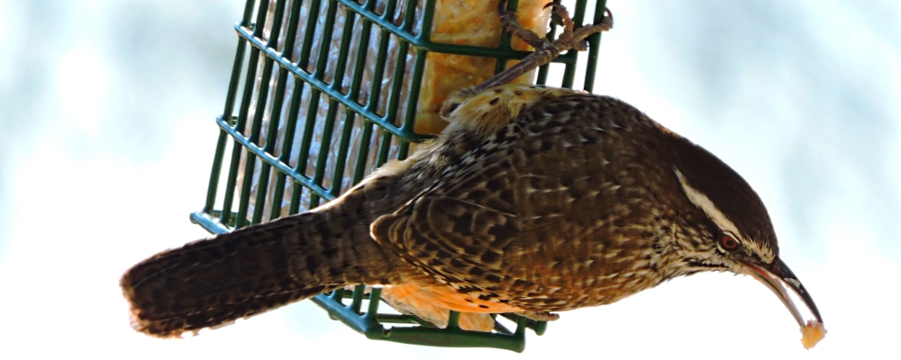 Curved Billed Song BirdsThe Cactus Wren