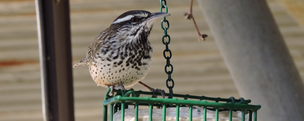 Curved Billed Song BirdsThe Cactus Wren