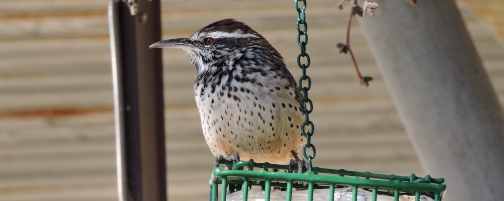 Curved Billed Song BirdsThe Cactus Wren