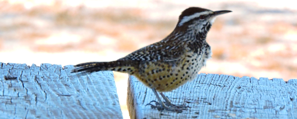 Curved Billed Song BirdsThe Cactus Wren
