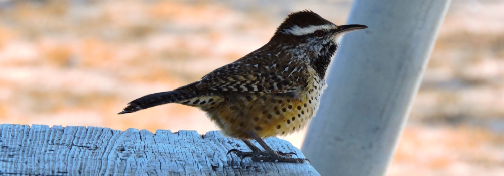 Curved Billed Song BirdsThe Cactus Wren
