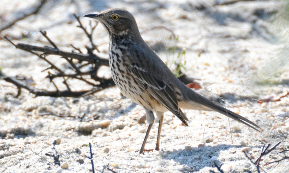 Curved Billed Song BirdsThe Sage Thrasher