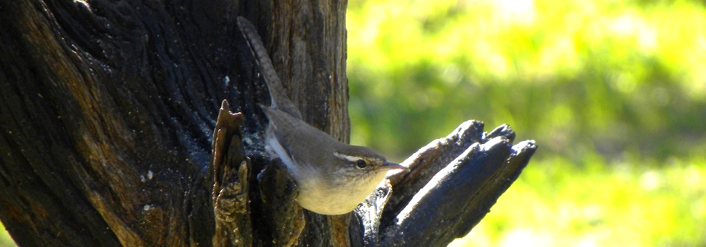 The Song BirdsThe Bewic Wren
