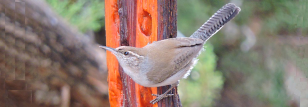 Curved Billed BirdsThe Bewick&prime;s Wren