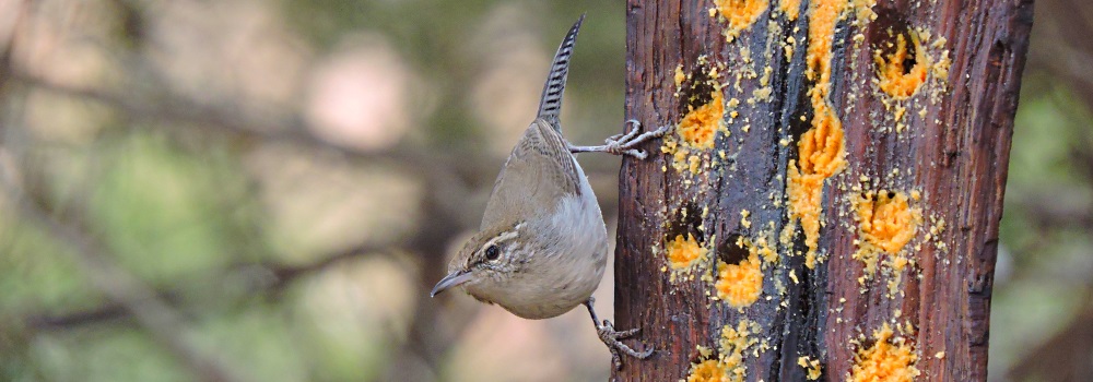 Curved Billed BirdsThe Bewick&prime;s Wren