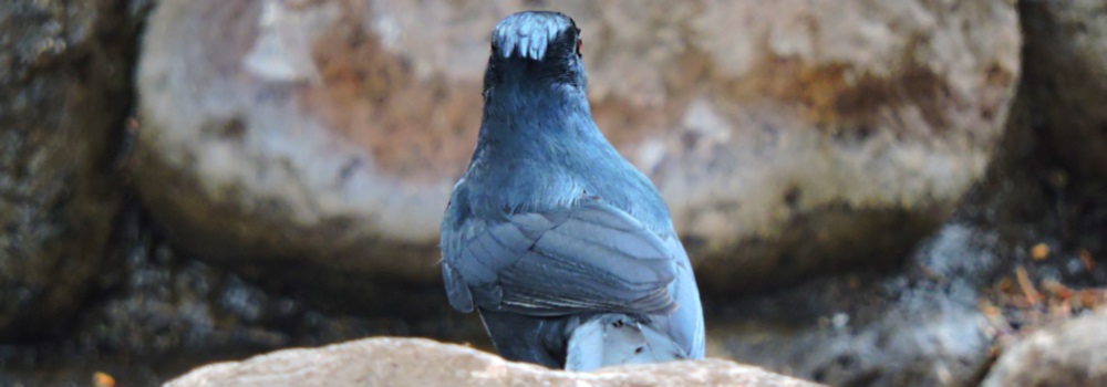 Flycatching Billed Song BirdsThe Phainopepla