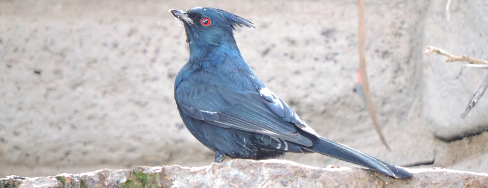 Flycatching Billed Song BirdsThe Phainopepla
