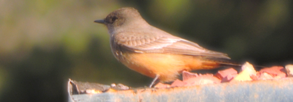 Flycatching Billed Song Birds2019 Journey, Vermilion Flycatcher