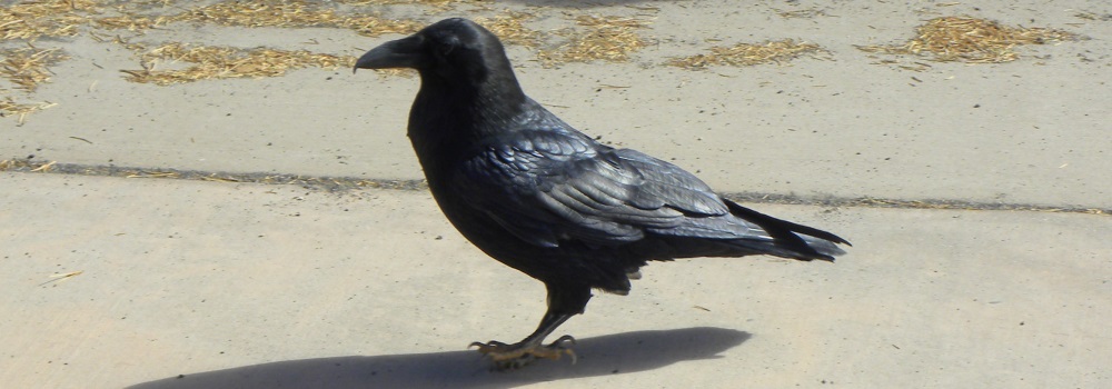 Straight Billed Song BirdsCommon Raven