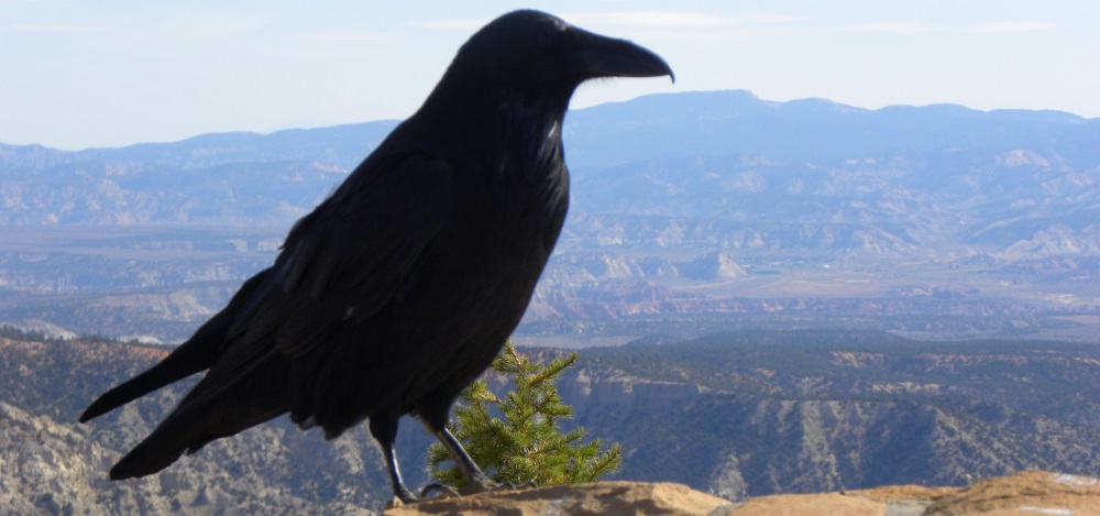 Straight Billed Song BirdsCommon Raven