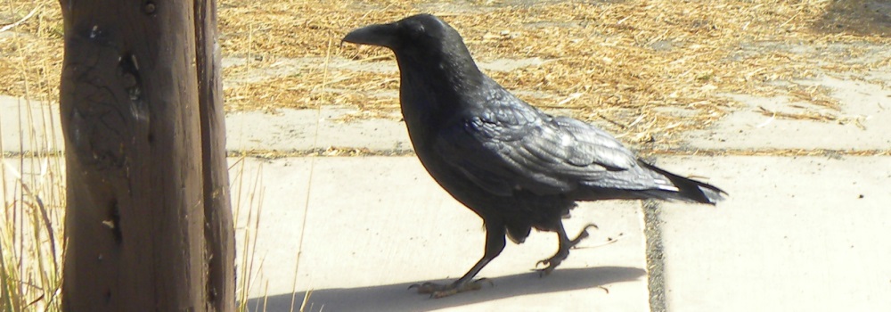 Straight Billed Song BirdsCommon Raven