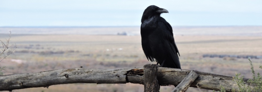 Straight Billed Song BirdsCommon Raven