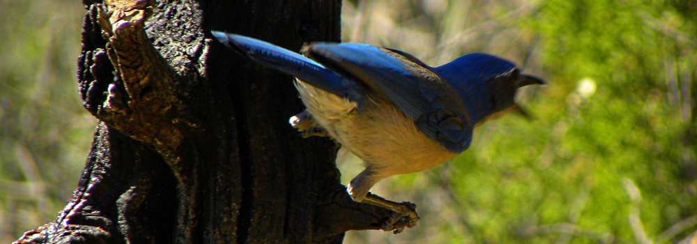 Western Scrub JayPedernales Falls, TX