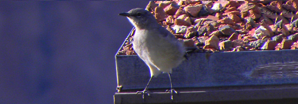 Straight Billed Song BirdsMockingbird