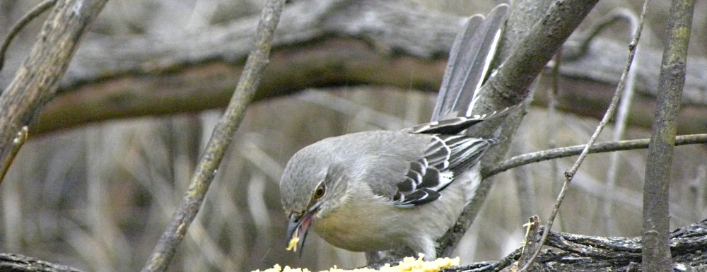 Straight Billed Song BirdsMockingbird
