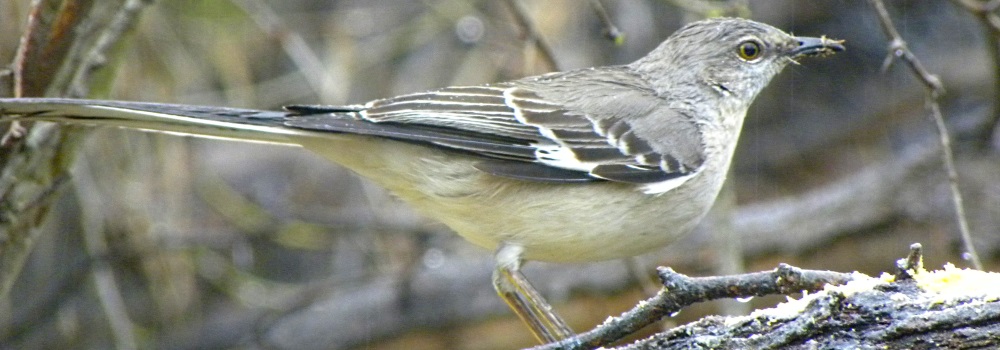 Straight Billed Song BirdsMockingbird