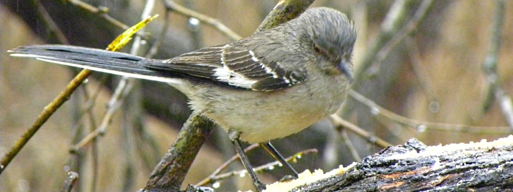 Straight Billed Song BirdsMockingbird