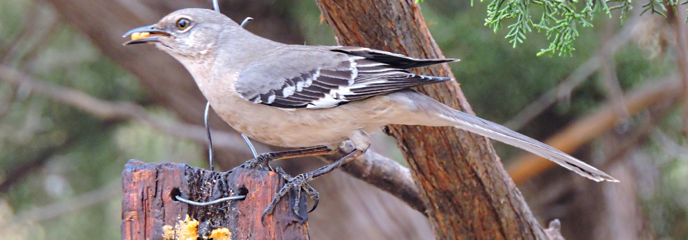 Straight Billed Song BirdsMockingbird