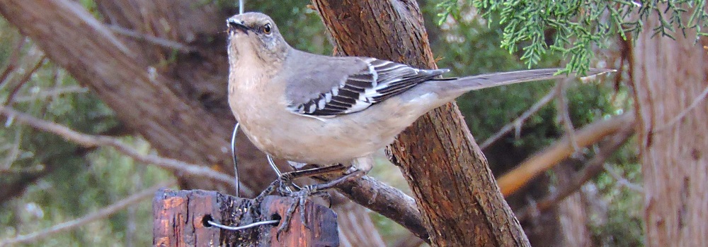 Straight Billed Song BirdsMockingbird