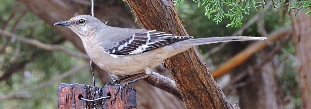 Straight Billed Song BirdsMockingbird