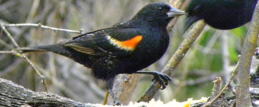 Straight Billed Song BirdsRed-winged Blackbird