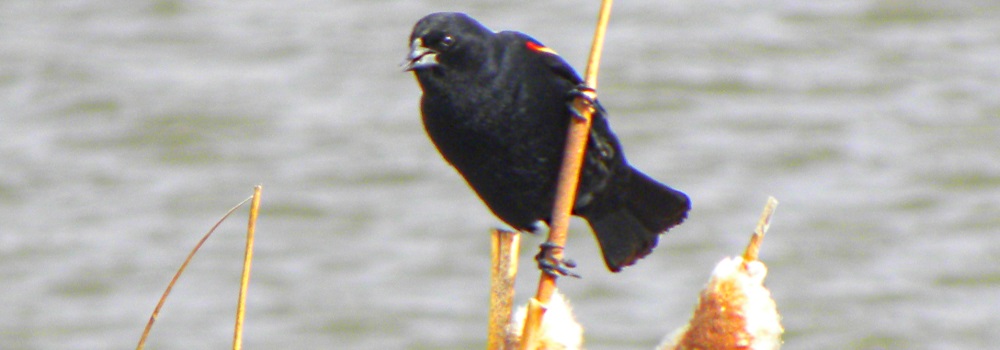 Straight Billed Song BirdsRed-winged Blackbird