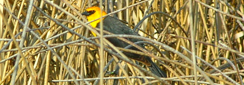 Straight Billed Song BirdsYellow-headed Blackbird