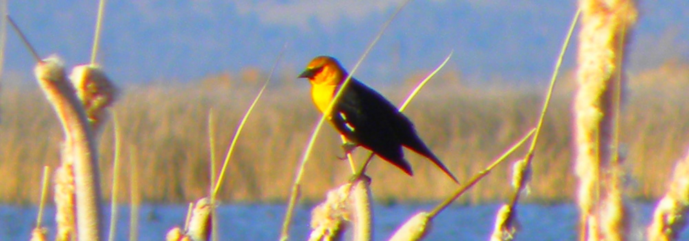 Straight Billed Song BirdsYellow-headed Blackbird