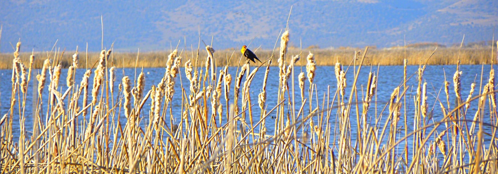 Straight Billed Song BirdsYellow-headed Blackbird