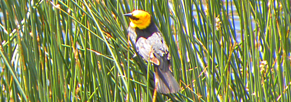 The Birds atYellowstone National Park