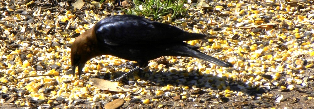 Straight Billed Song BirdsBrow-headed Cowbird