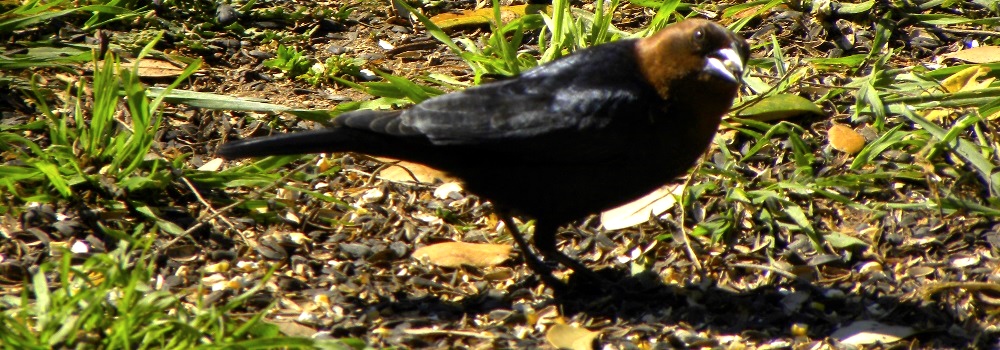 Straight Billed Song BirdsBrow-headed Cowbird