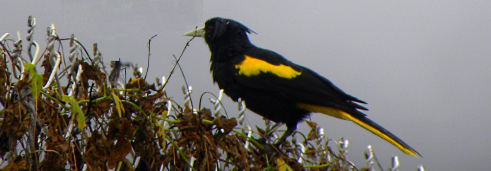 Straight Billed Song BirdsMexican Cacique