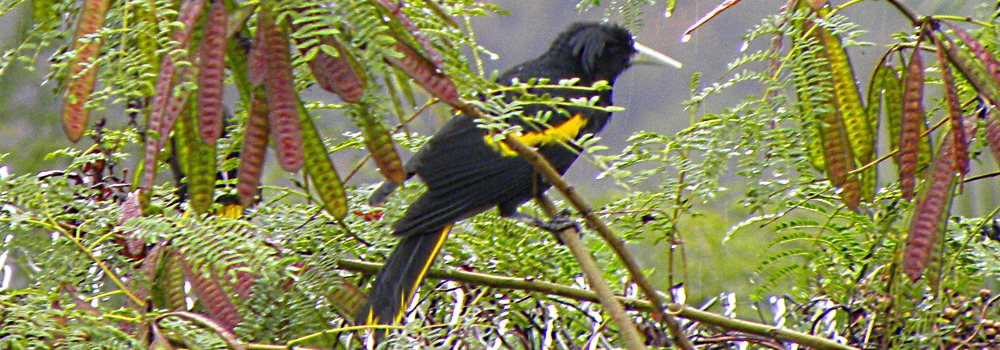 Straight Billed Song BirdsMexican Cacique