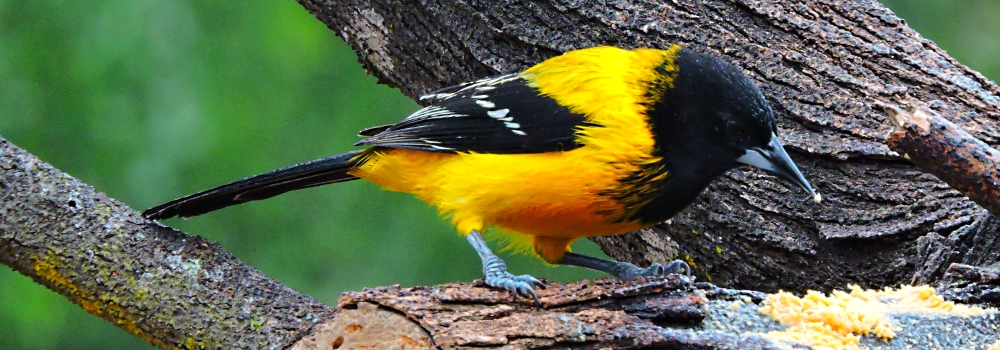 Straight Billed Song BirdsAudobon&prime;s Oriole