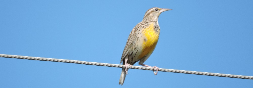 Straight Billed Song BirdsEastern Meadowlark