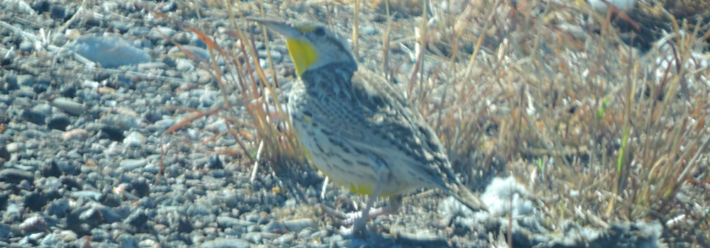 Straight Billed Song BirdsEastern Meadowlark