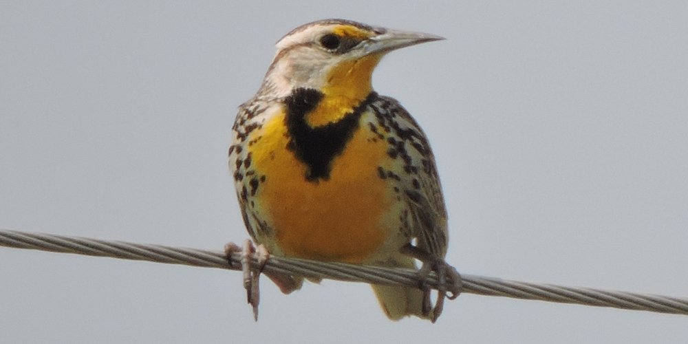 Straight Billed Song BirdsWestern Meadowlark