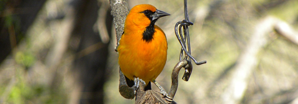 Straight Billed Song BirdsAltamira Oriole