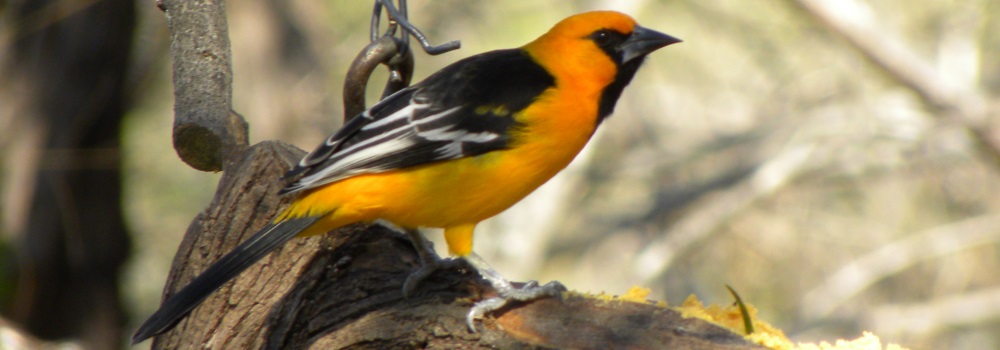 Straight Billed Song BirdsAltamira Oriole
